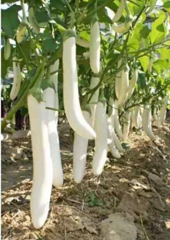 Japura Brinjal Seeds Hybrid All Seasonas Seeds 1 Packet (White Brinjal)