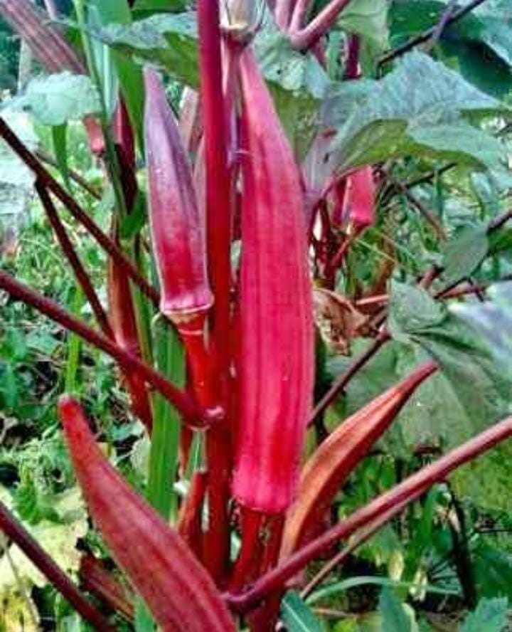 Japura Red Okra Hybrid Seeds 1 Packets