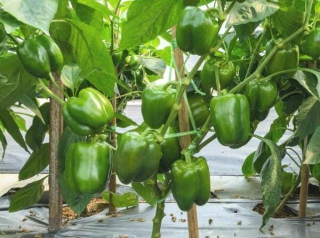 Capsicum (Hari Simla Mirch)F-1 Hybrid Seeds 1 Packet