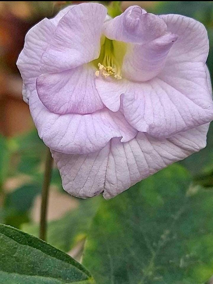 Lavender Aprajita Seeds 1 Packet