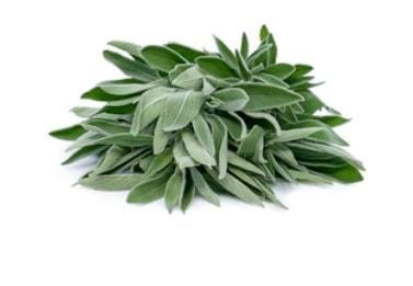 AllThatGrows Sage Herb Seeds for Kitchen Garden - 300 Seeds