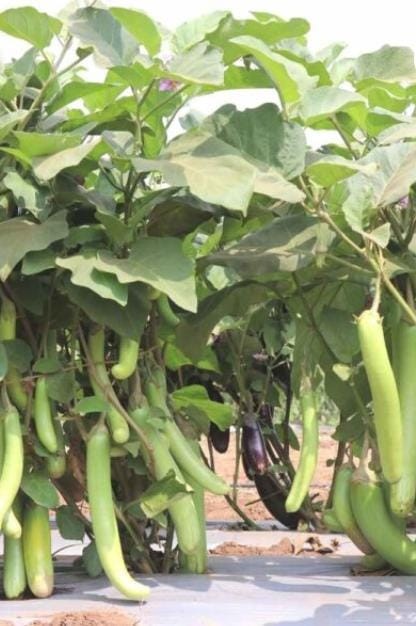 Green Brinjal (Extra Long Baigan)Hybrid Seed 1 Packet