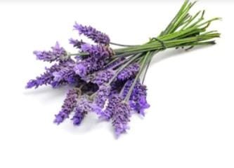 Lavender Seed(500 Seed)