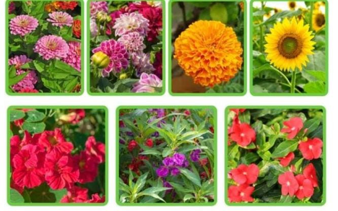 Set Of 10 Summer Season Flower Seeds Kit