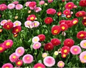 Creative Farmer Daisy Double Mixed Flower( Seeds -100)