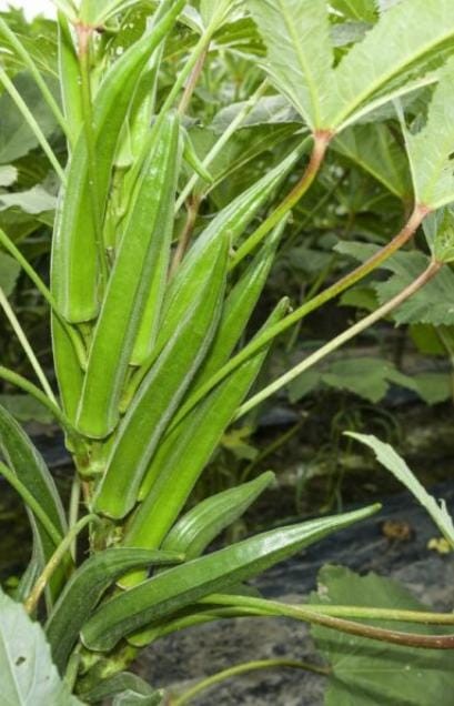 Okra Or Lady Finger (Bhindi)Hybrid Seeds 1 Packet