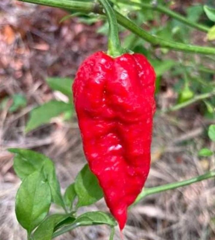 Ghost Pepper Seeds(Bhut Jolokia)250 Seeds