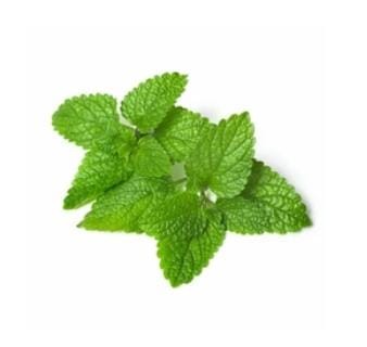 Kraft Seeds Lemon Balm Exotic Herb Garden Seeds Easy To Grow Best Suitable For Garden And Home -Packet Of 700 Seeds