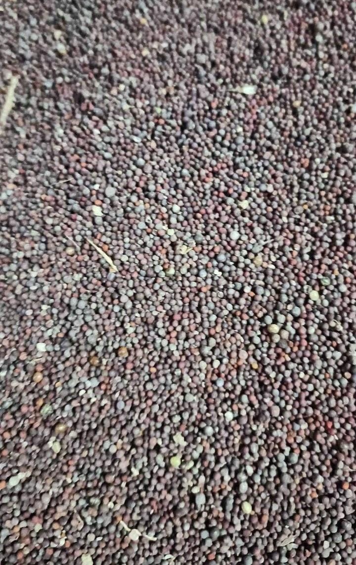 Old Mustard Seeds Of 500 Gram