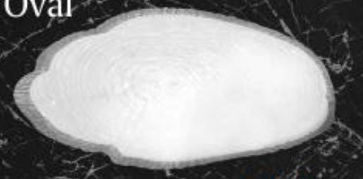 Servewell Platter Round And Oval Pack Of 2