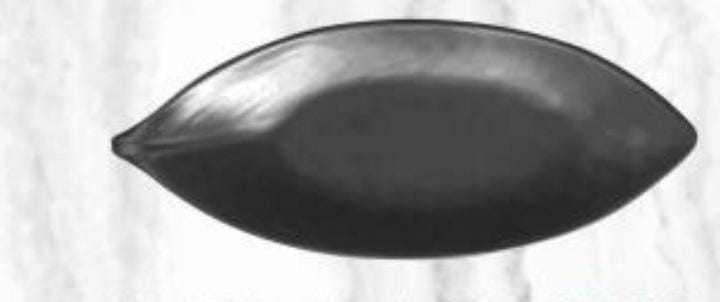 Servewell Matte Series Platters  Vegnette Pack Of 2