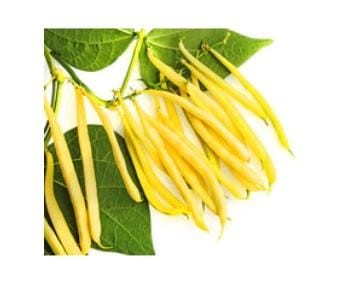 Bean ZLOTA SAXA Seeds20 Seeds Seed